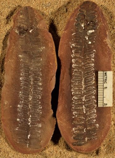 Pecopteris unitus