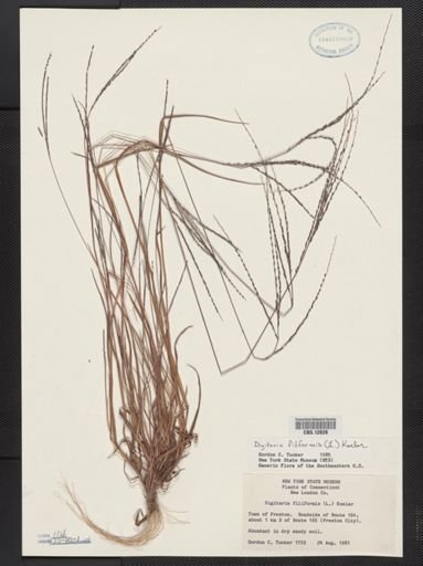 Digitaria filiformis