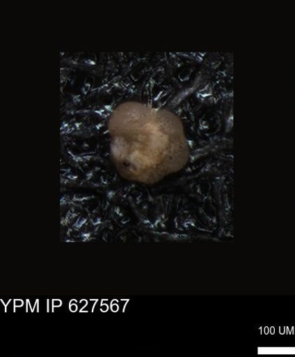 undet. Foraminiferida