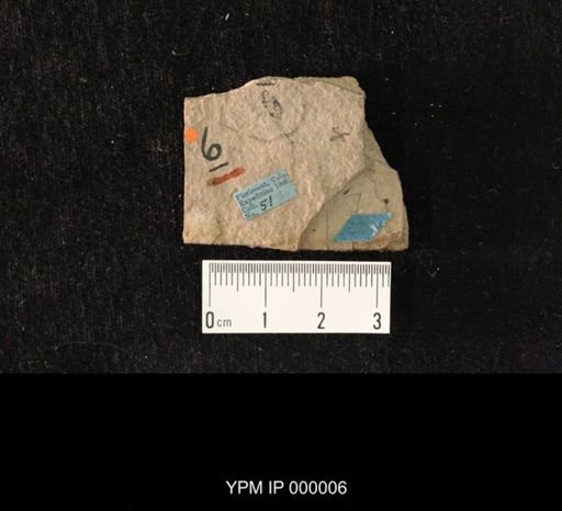 Philydrus scudderi