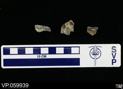 undet. Actinopterygii