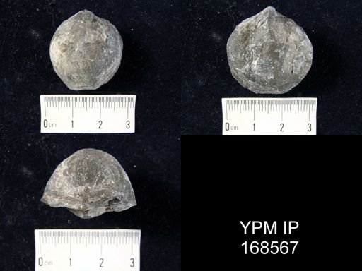 undet. Atrypida