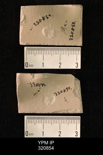 undet. Diptera