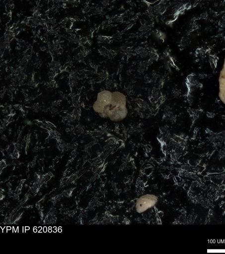 undet. Rugoglobigerinidae