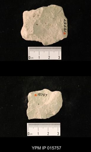 Probnis speciosa