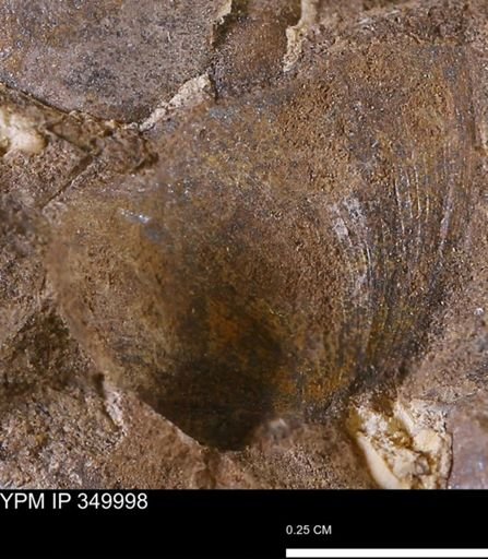 Limopsis striatopunctatus