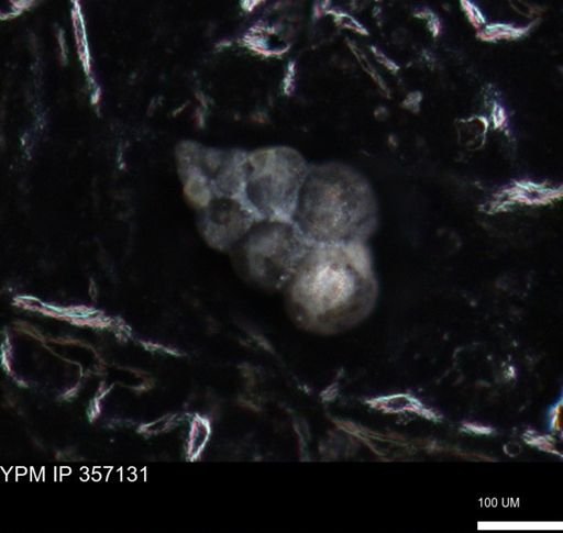 undet. Foraminiferida