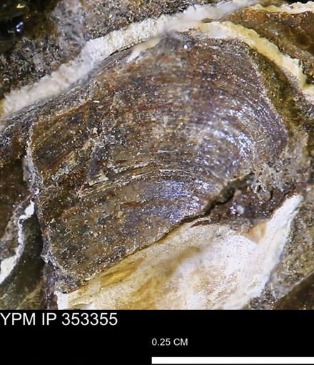 Limopsis striatopunctatus