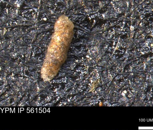 Verneuilinoides hectori