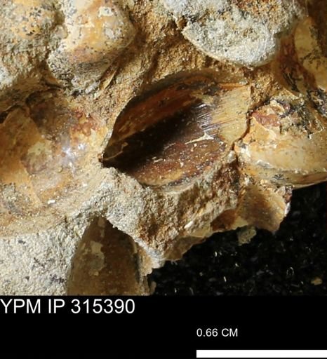 undet. Bivalvia