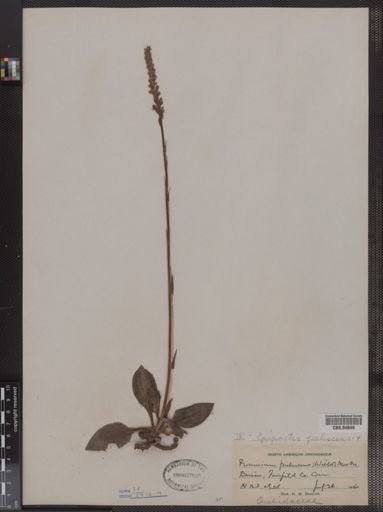 Epipactis pubescens