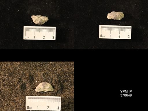 Marginifera wabashensis