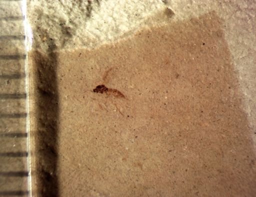 undet. Diptera