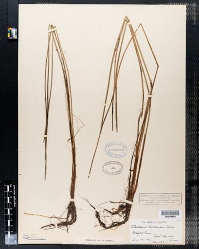Eleocharis robbinsii