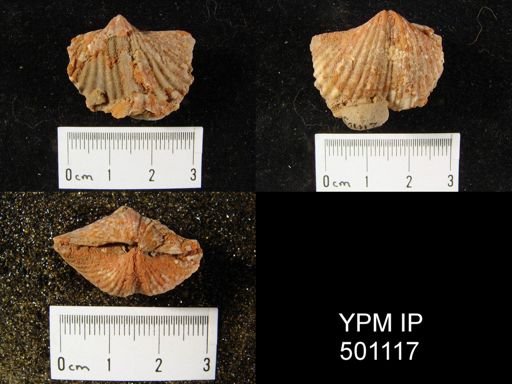 Spirifer opimus