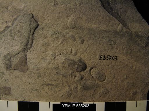 undet. Ostracoda