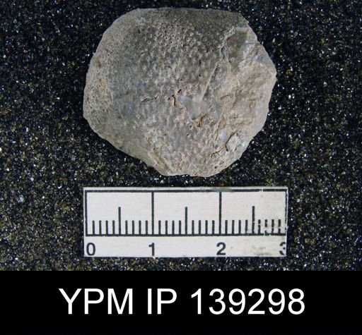 Productus (Waagenoconcha) humboldti