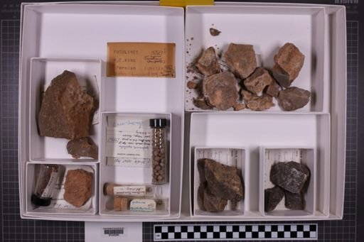 mixed taxa, stratigraphic collection