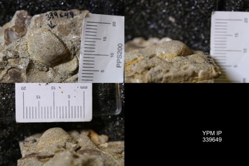 Cardium whitei