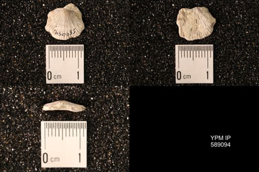 Dinorthis subquadrata