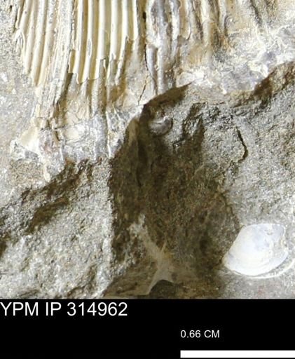 undet. Scaphitidae