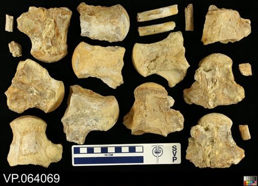 undet. Mosasauridae