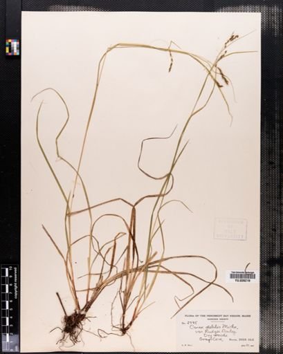 Carex debilis