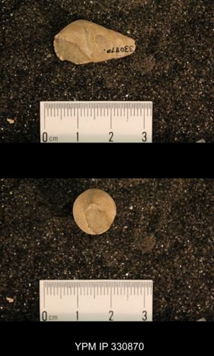 Meekospira peracuta choctawensis