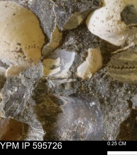 Protocardia sp.
