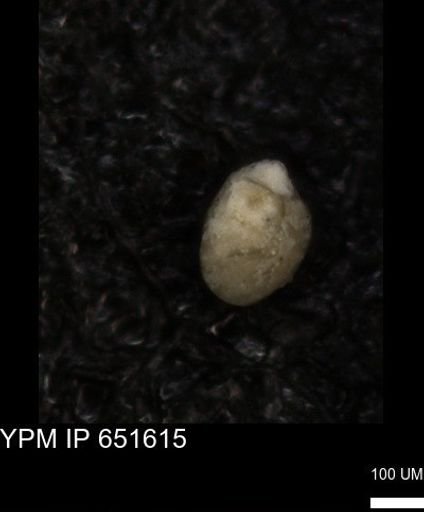 undet. Foraminiferida
