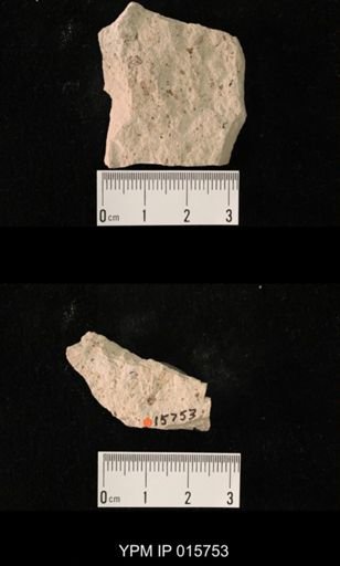 Probnis speciosa