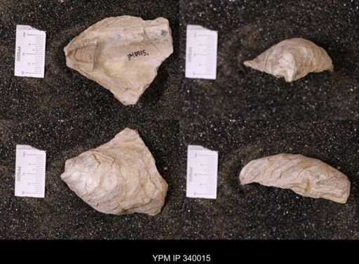 Ostrea glabra wyomingensis