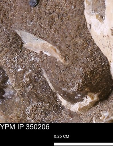 undet. Bivalvia