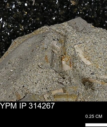 undet. Scaphopoda