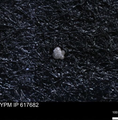 undet. Foraminiferida