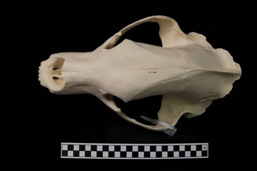 Ursus arctos middendorffi