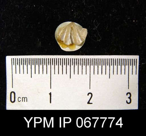 Cyrtina dalmani