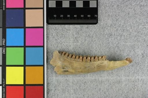 Mesohippus