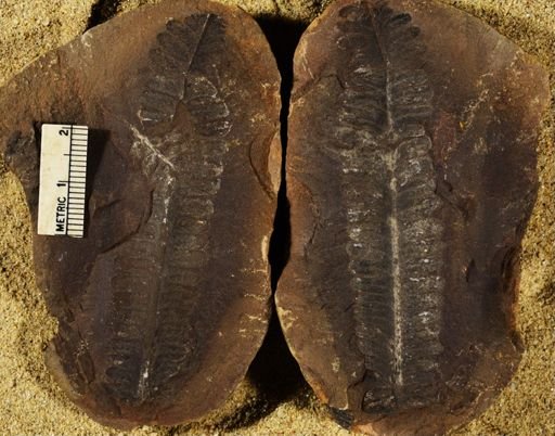 Pecopteris sp.