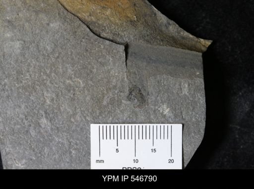 undet. Eurypterida