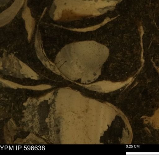 Protocardia sp.