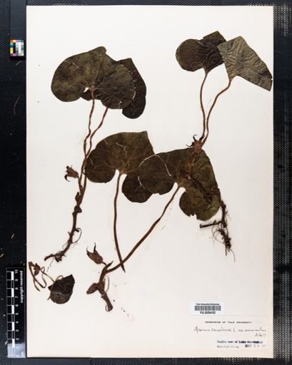 Asarum canadense