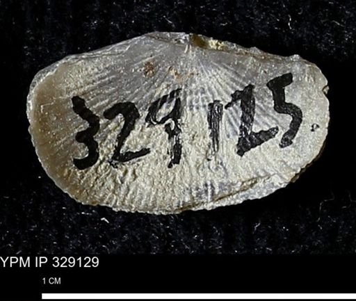 Chonetes scitulus