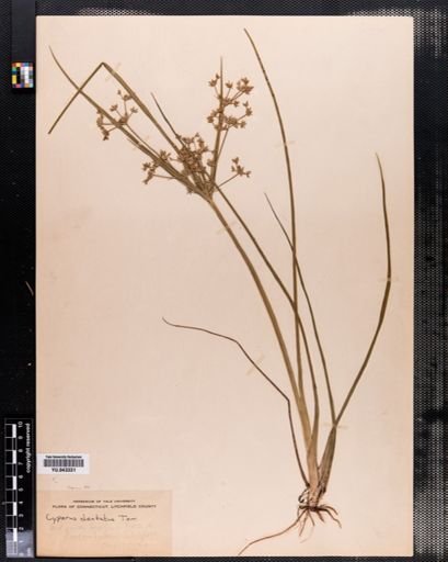 Cyperus dentatus