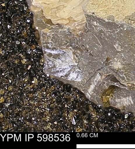 Inoceramus sp.