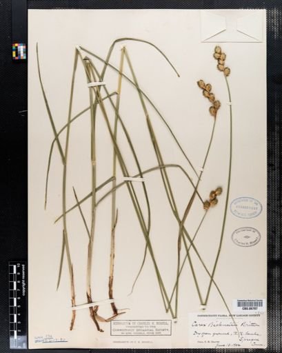 Carex bicknellii
