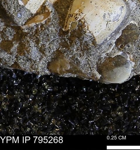 undet. Bivalvia