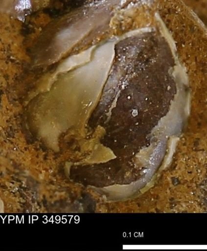 Corbulamella?