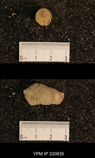 Meekospira peracuta choctawensis