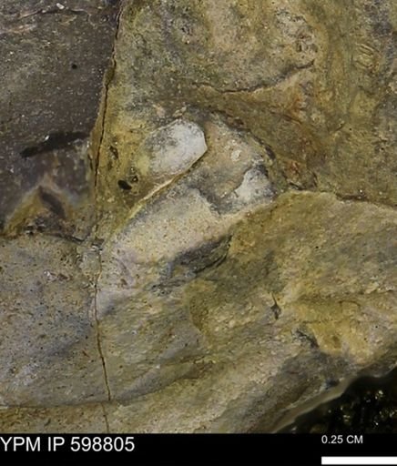 undet. Mollusca